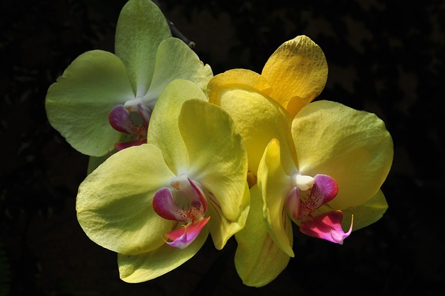 Free Western Egg Flower photo and picture