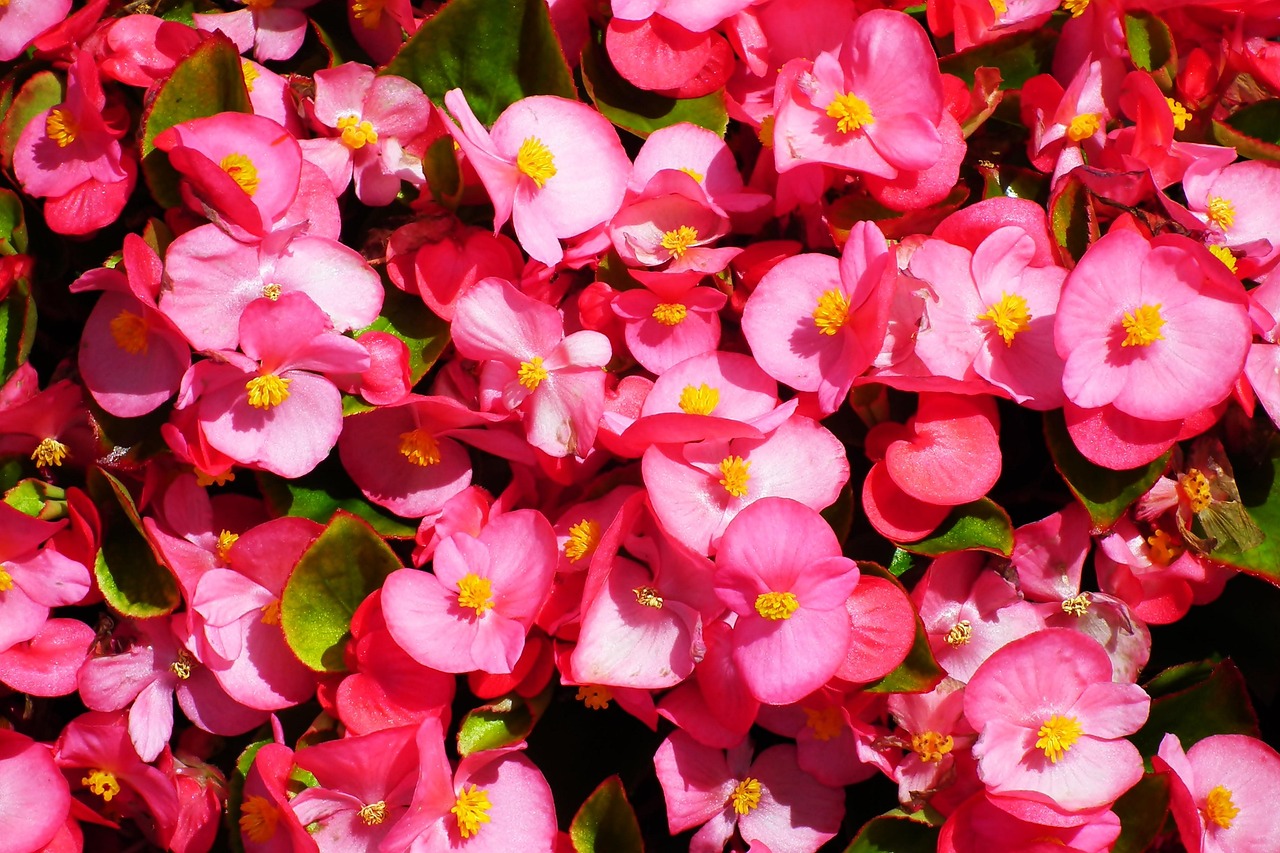 Begonia Flowers Pink Free photo on Pixabay Pixabay