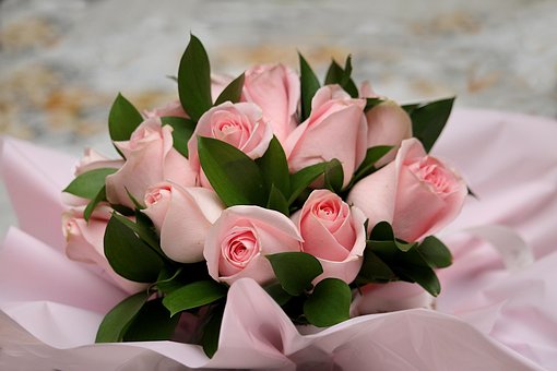Free Roses Flowers photo and picture