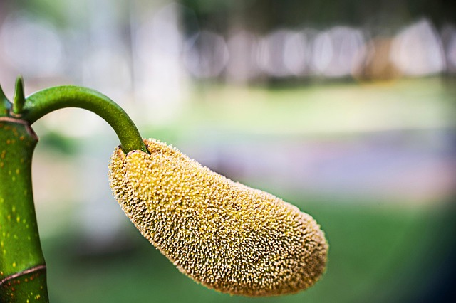 Natur Gering Jackfrucht - Kostenloses Foto auf Pixabay - Pixabay
