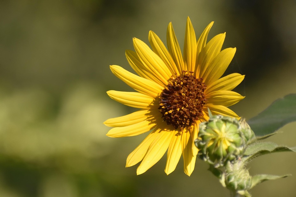 Sunflower Flower Plant Free photo on Pixabay Pixabay