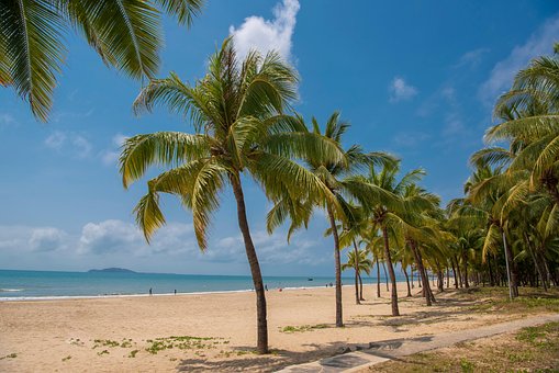 Kokos Palme, Strand, Ferie