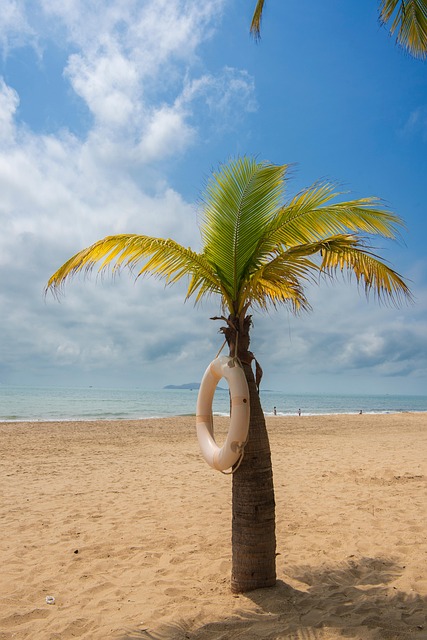 Kokos Palme, Strand, Tropisk