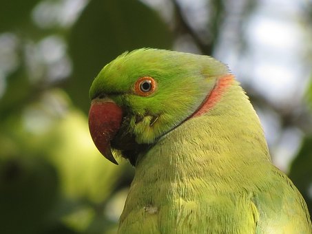 Papagaio, Pássaro, Penas, Natureza