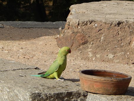 Papagaio, Pássaro, Pluma, Natureza