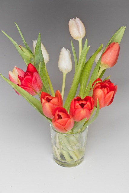 Free Flower Tulips photo and picture
