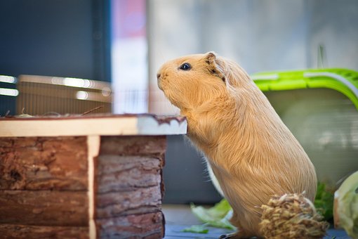 Free Guinea Pig Domestic Animal photo and picture
