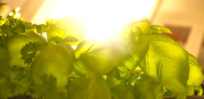Free Plants Herbs photo and picture