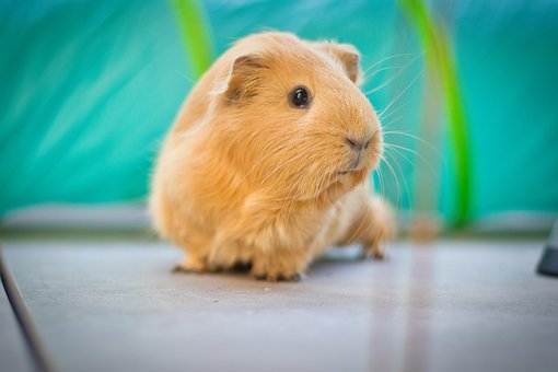 Free Guinea Pig Fluffy photo and picture