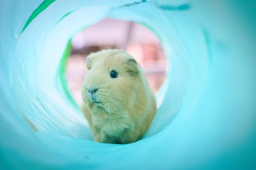 Free Guinea Pig Nature photo and picture