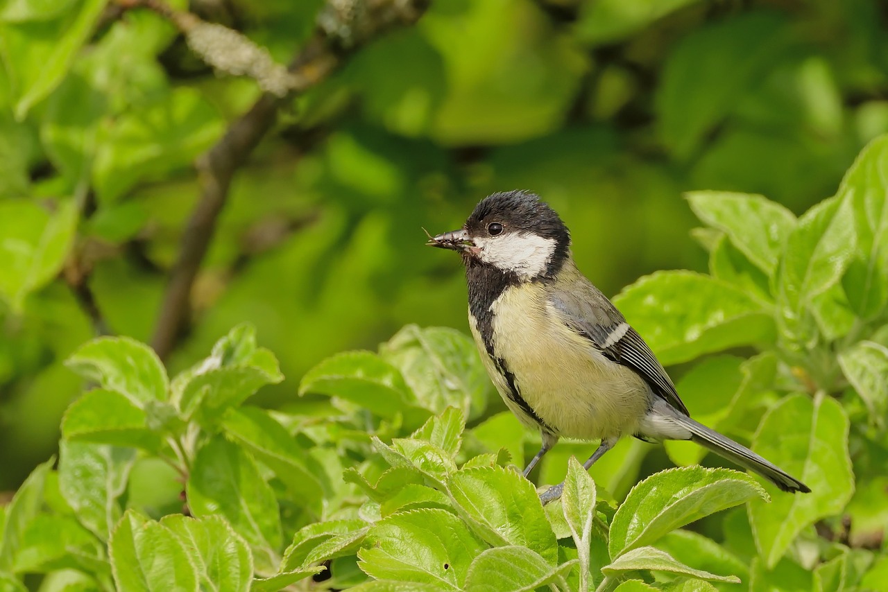 Great Tit Songbird Free photo on Pixabay Pixabay