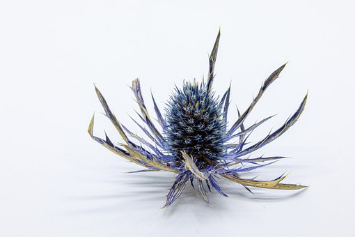 Free Thistle Nature photo and picture