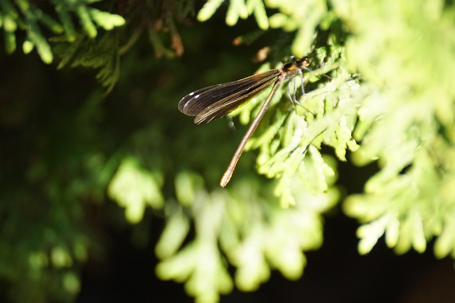 自然 亲爱的 昆虫 - Pixabay上的免费照片 - Pixabay