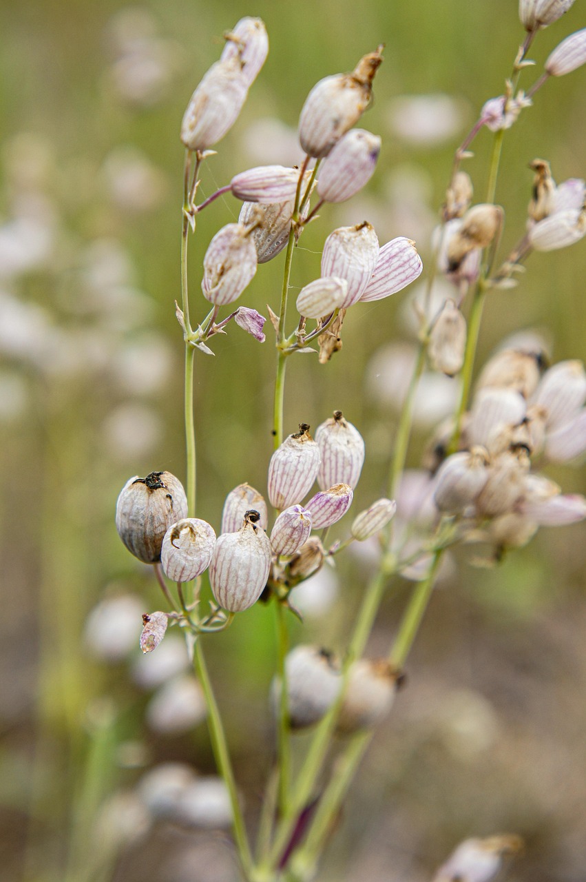 Clavel Flores Botones Florales - Foto gratis en Pixabay - Pixabay