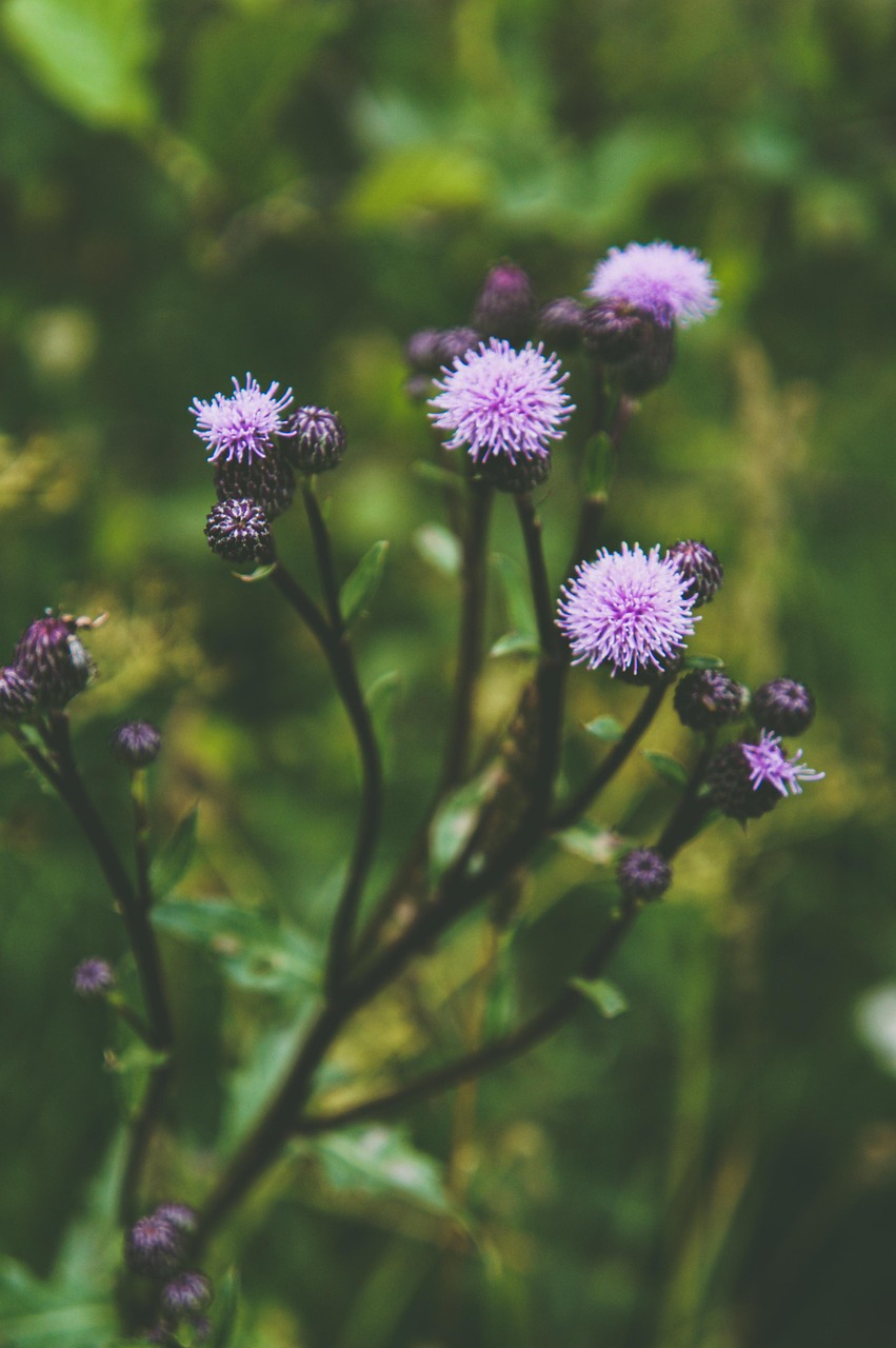奶蓟 蓟 花卉 - Pixabay上的免费照片 - Pixabay