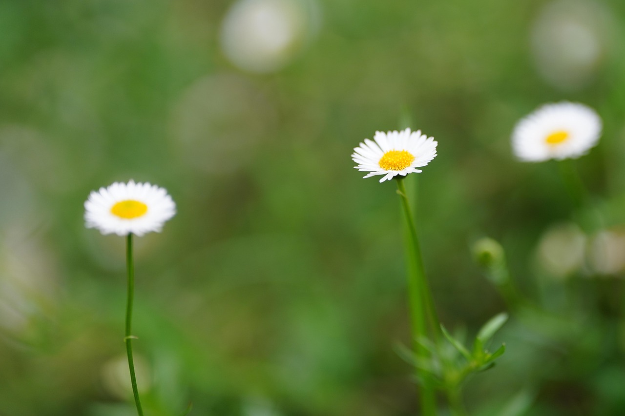 데이지 흰색 꽃 꽃들 - Pixabay의 무료 사진 - Pixabay