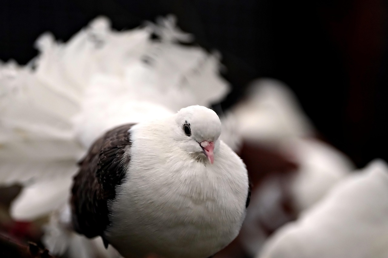 Plus de 8 000 photos gratuites de Colombe et de Oiseau Pixabay