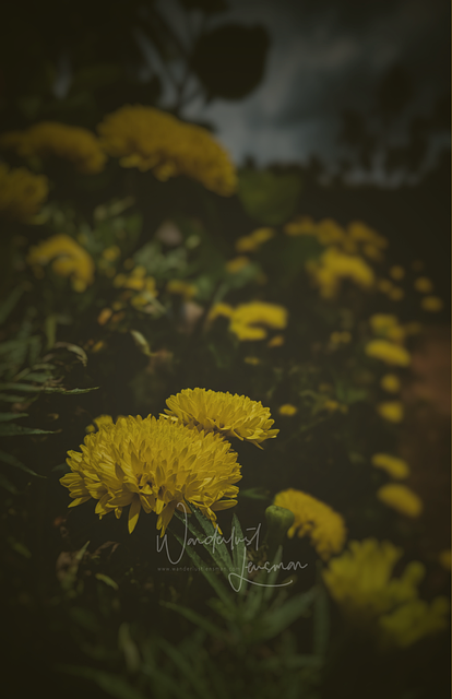 Flores, Naturaleza, Primavera