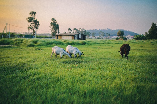 Free Flock Grassland photo and picture
