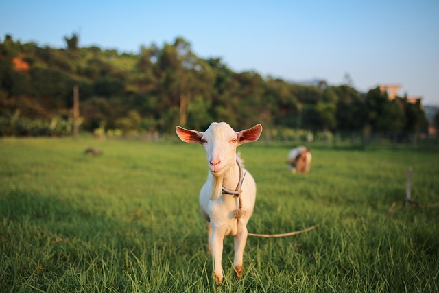 Free Sheep Animal photo and picture