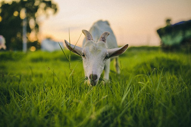 Free Sheep Animal photo and picture