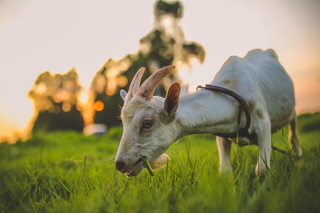 Free Sheep Animal photo and picture