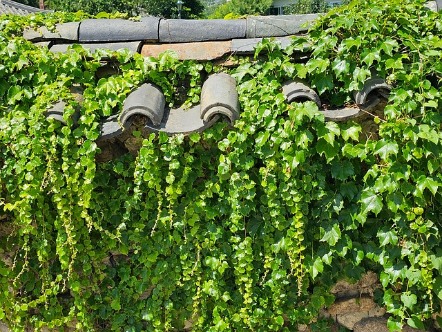 Free Roof Tile Hanok photo and picture