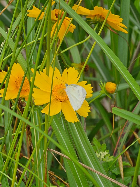 Free Butterfly Insects photo and picture
