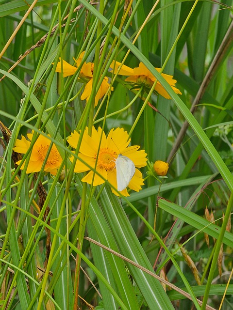 Free Butterfly Flower photo and picture