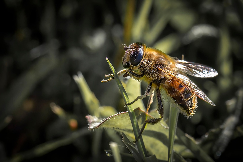 Clean Insect Bilder Insecte La Nature - Photo gratuite sur Pixabay - Pixabay