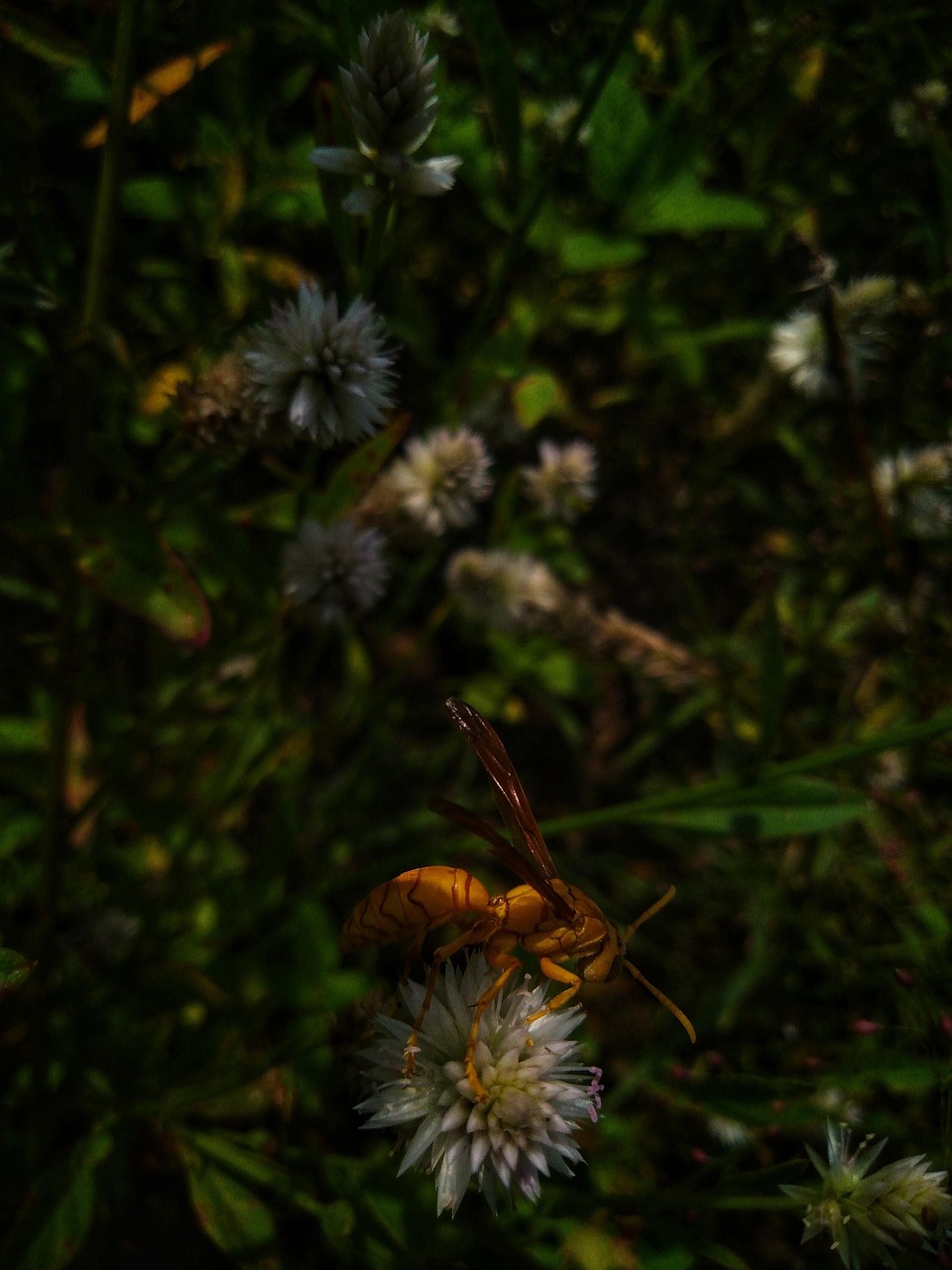 大黄蜂 蜜蜂 自然 - Pixabay上的免费图片 - Pixabay