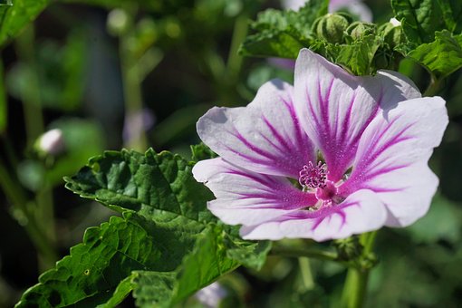 Malve, Blume, Natur, Blüte, Lila, Makro