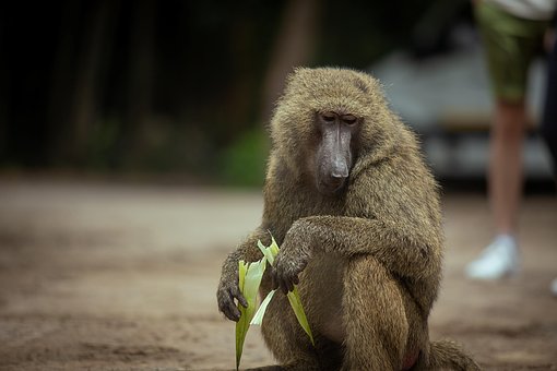 Free Baboon Animal photo and picture