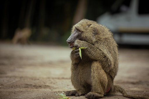 Babuin, Animal, Natura, Viata Salbatica