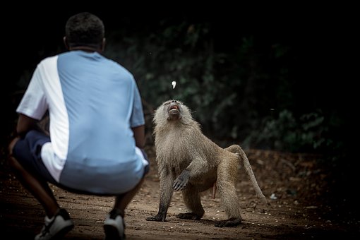 Free Baboon Animal photo and picture