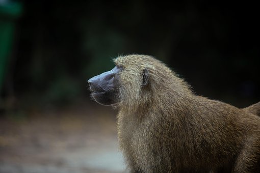 Babuíno, Jardim Zoológico, Natureza