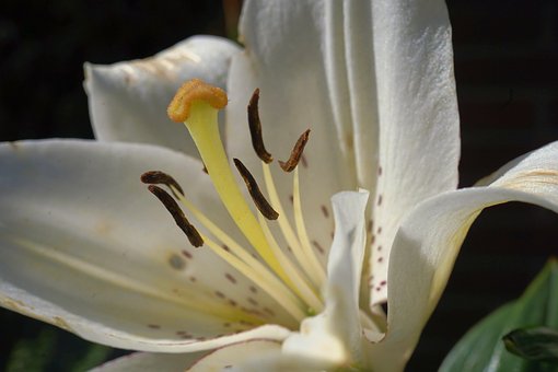 Lilie, Sommer, Blume, Natur, Garten
