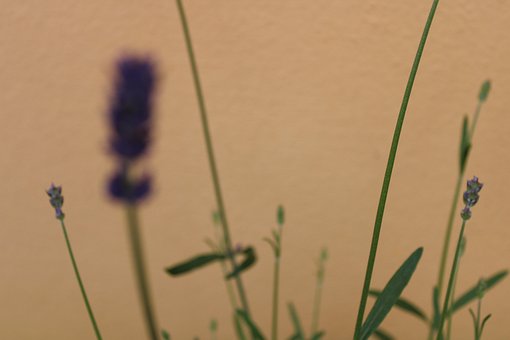 Free Flowers Lavender photo and picture