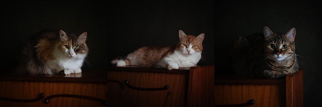 Mobiliário, Animal, Gato