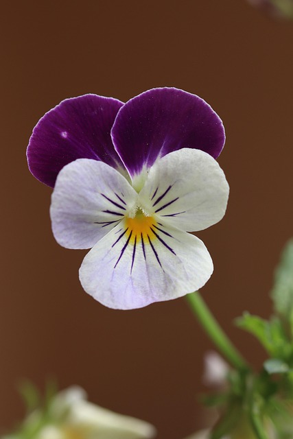 Stedmoderblomst, Blomst, Lilla, Natur