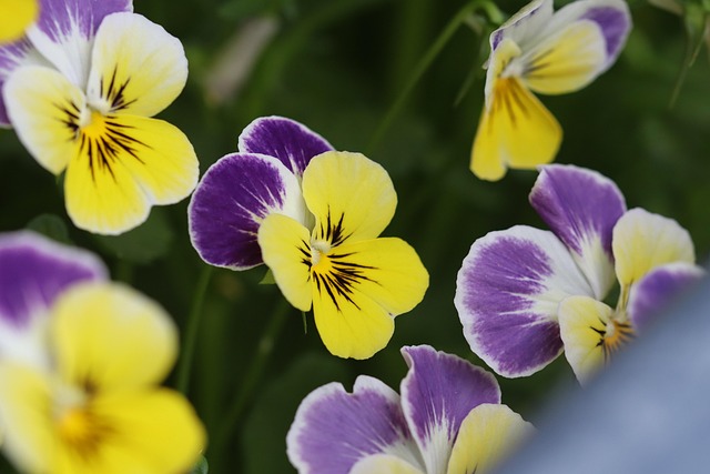 Free Pansies Pansy photo and picture