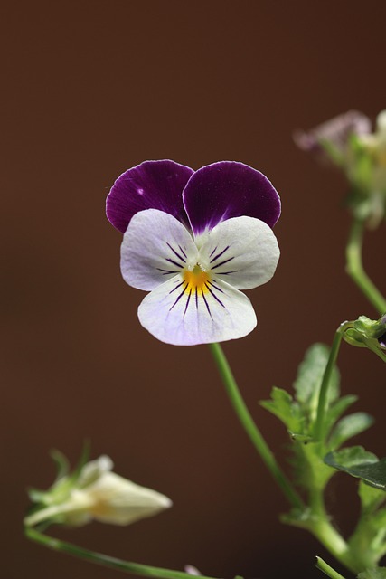 Stedmoderblomst, Stedmoderblomster