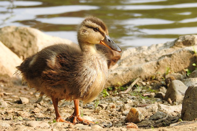 Küken, Entlein, Ente, Stockente
