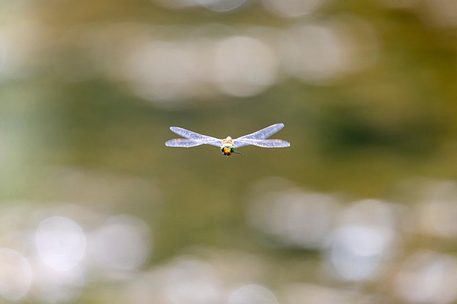 Natur, Libelle, Insekt, Fauna, Flug
