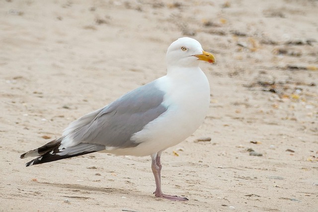 Long Top Gaviota