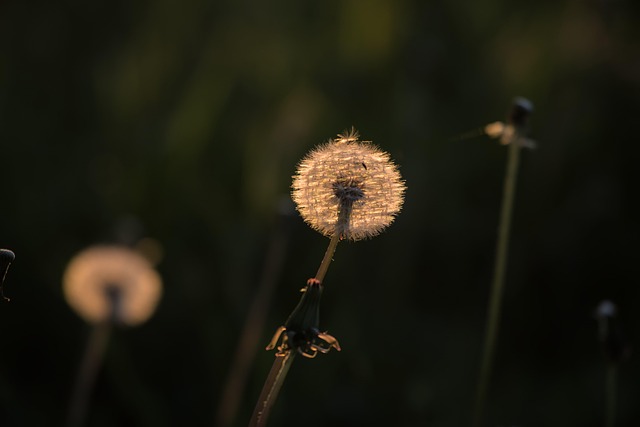 Free Dandelion Nature photo and picture