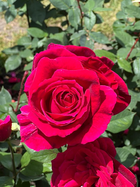 Free Pink Rose photo and picture