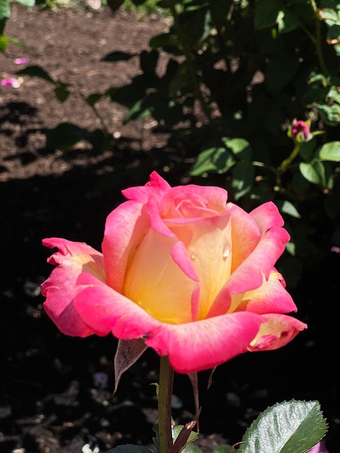 Free Pink Flower photo and picture
