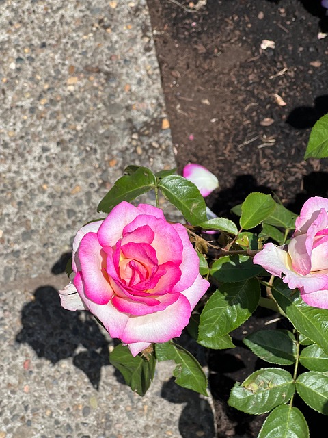 Free Pink Flower photo and picture