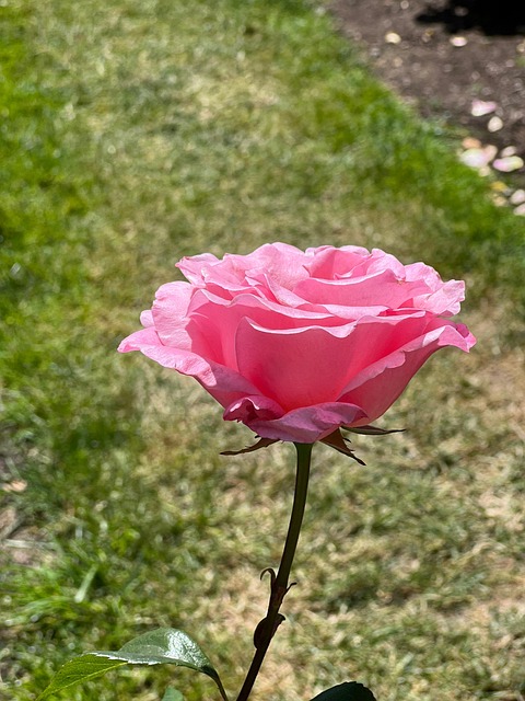 Free Pink Flower photo and picture